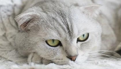 群里突然炸了：一张被转发的截图背后的关键证据，终于有人讲清楚了